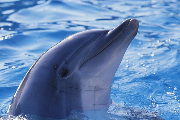 Симпатичные Дельфин