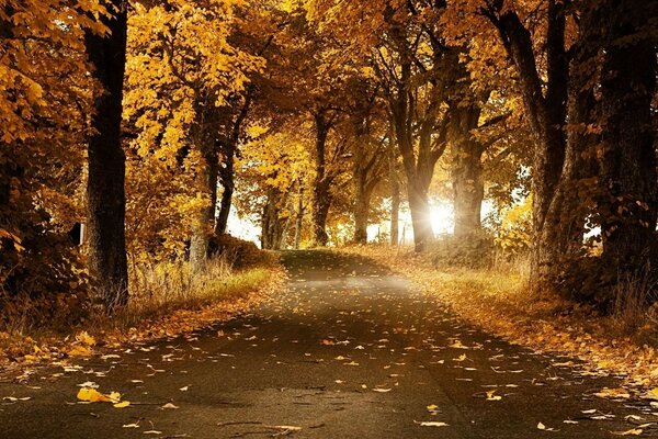 осенняя алея дорога усыпана желтой листвой золотистый мот