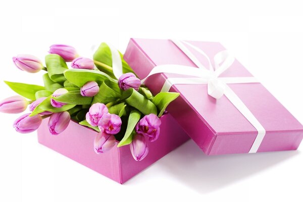 Красивые фиолетовые тюльпаны