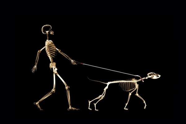 Скелеты, идущие