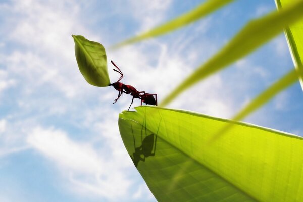 Мощный муравей