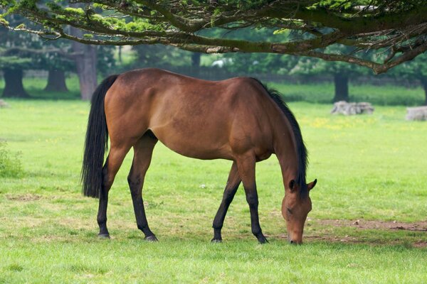 пастбище трава фото конь кони лошадь Животные лошади,