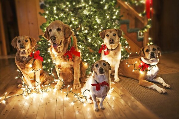 Собаки ждут Санта