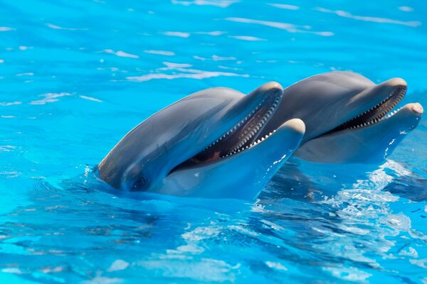 Симпатичные дельфины
