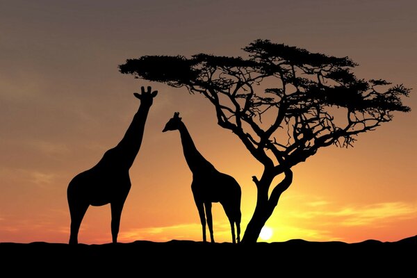 деревья фото африка дикая природа солнце небо Животные