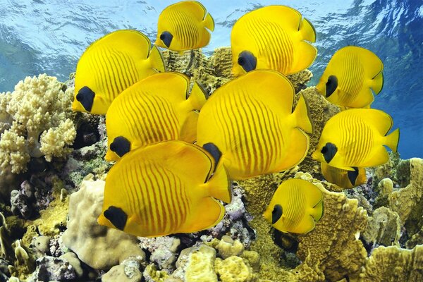 кораллы океан дайвинг море рыбки Рыбы бабочки