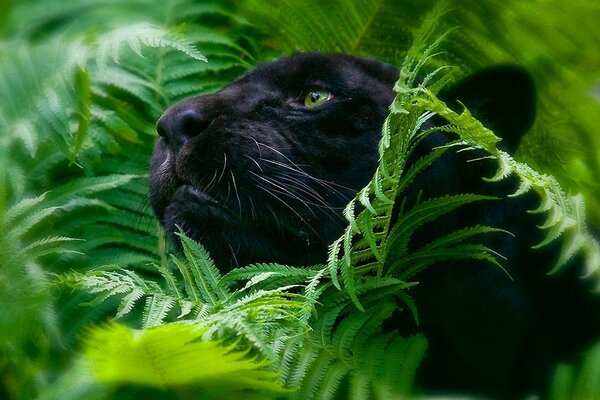 Пантера большие кошки листва