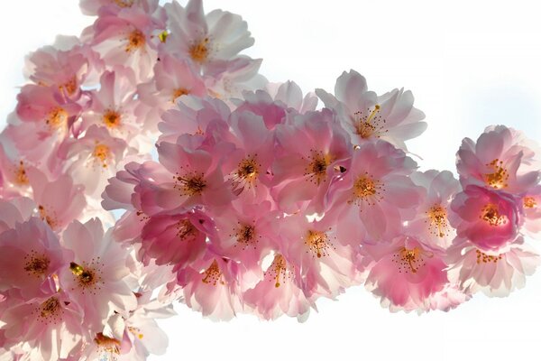 Красивые цветы вишни