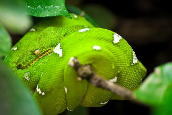 Зеленый древесный питон змея
