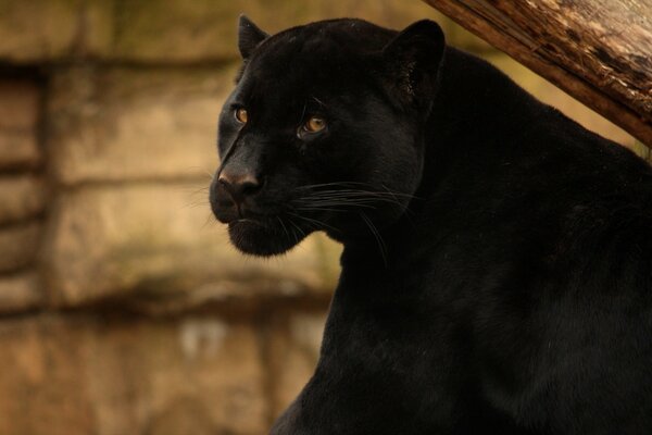 Красивая черная пантера