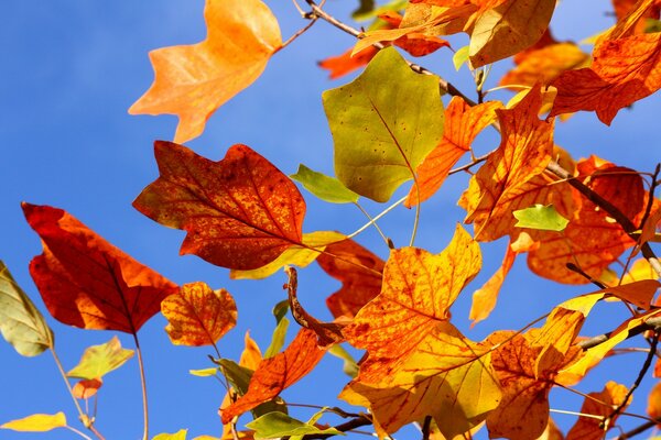Осенние листья красочные