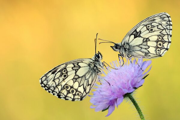 Бабочки на фиолетовый цветок