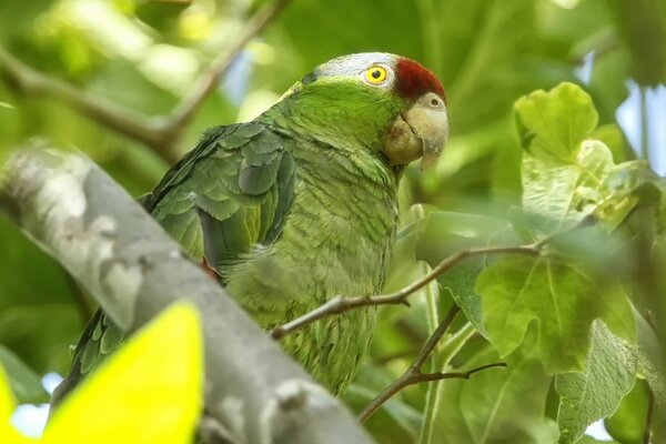 Экзотический зеленый попугай