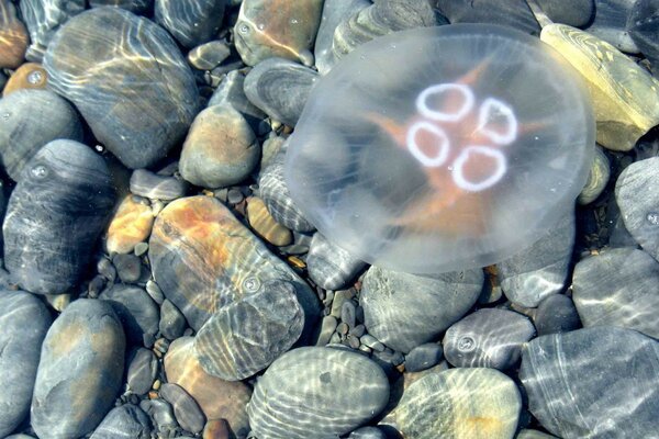 вода камни Медуза