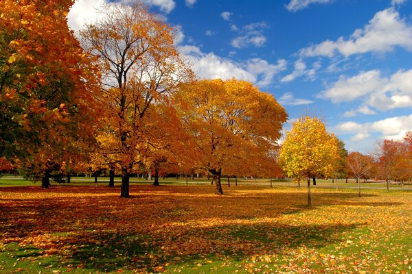 небо Природа осень деревья парк листва