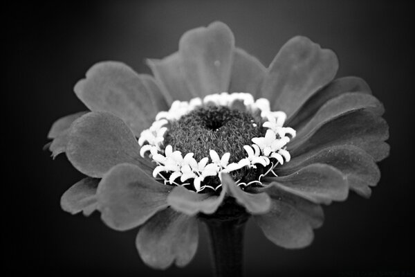 Белый цветок корона