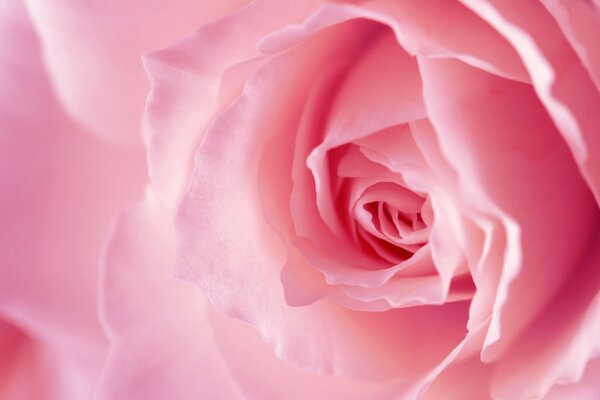 Светло-розовый розы макрос