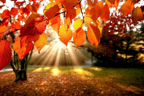 лучи деревья листья Осень