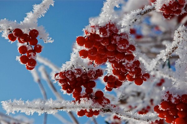 ягоды дерево снег красный