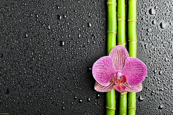 орхидея бамбук