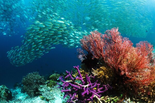 Подводный мир косяк море рыбы кораллы