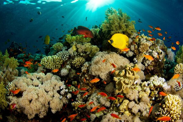 риф рыбы Природа свет кораллы