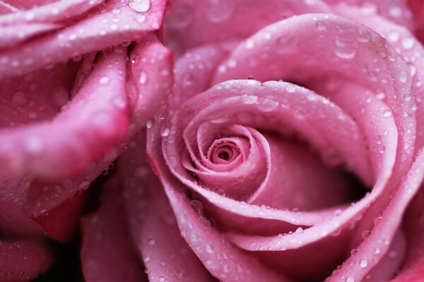 розовая розы капли роса цветы