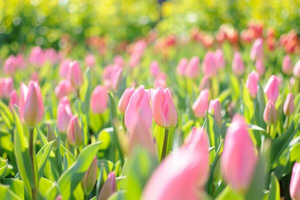 свет тюльпаны весна розовое поле блики Цветы
