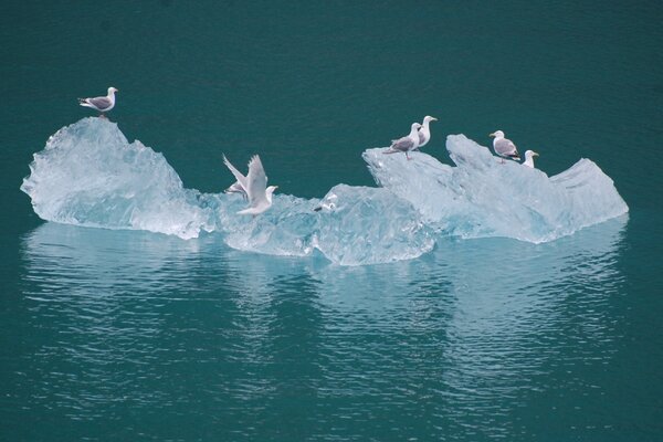 Чайки на айсберг