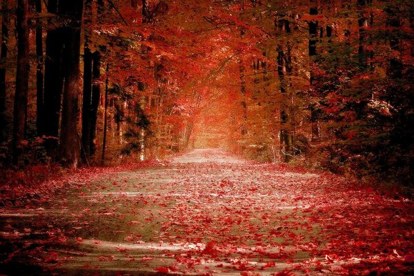 красота алея красногривая осень парк