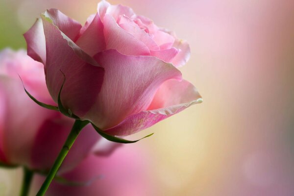 цветок лепестки роза боке