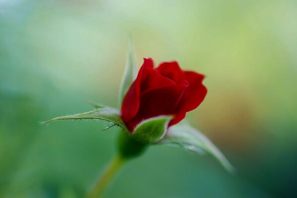 красная алая бутон Роза цвет цветок зеленый
