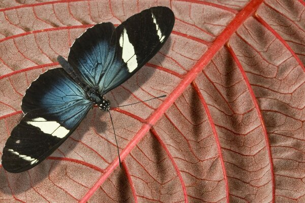 Синий и черный бабочки