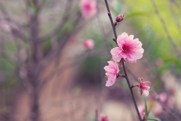 сакура Япония веточка дерево цветок розовый весна