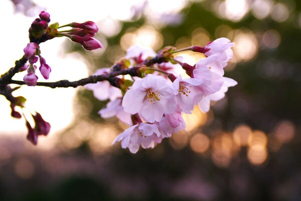 сакура розовые весна цветы вишня лепестки Ветка