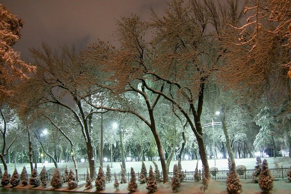 зима парк снег берег ночь лед