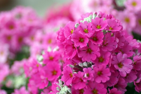 розовые Цветы макро яркие флокс