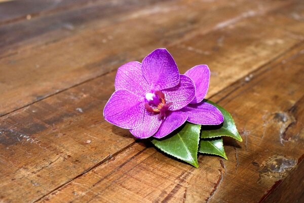 розовый орхидея доски Цветок
