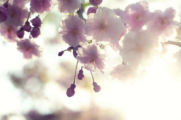 розовые ветка цветение вишня цветы Сакура белые