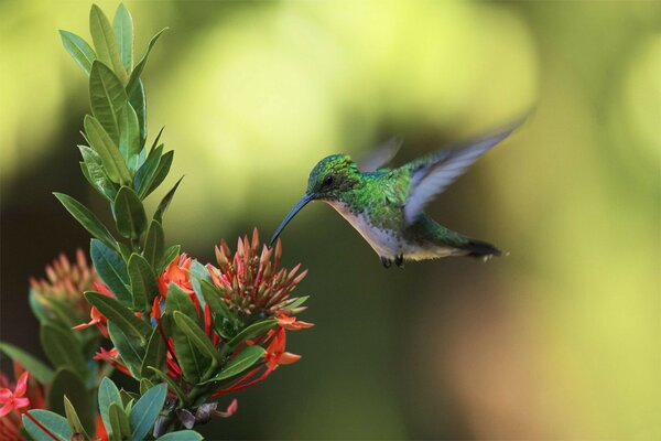 Птица цветок колибри атакует
