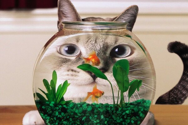 Кот у аквариума