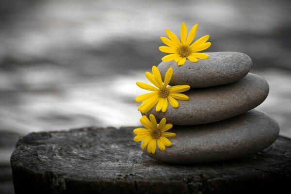 Желтые цветы на камнях