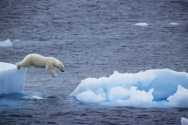 Прыжок белого медведя с огромной льдины