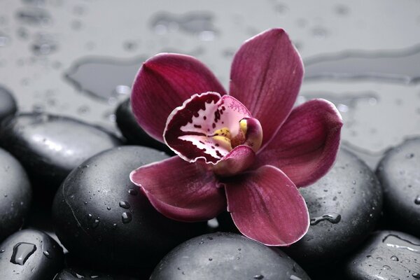 Орхидея на черной гальке