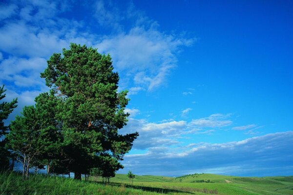 Зеленое дерево на фоне синего неба