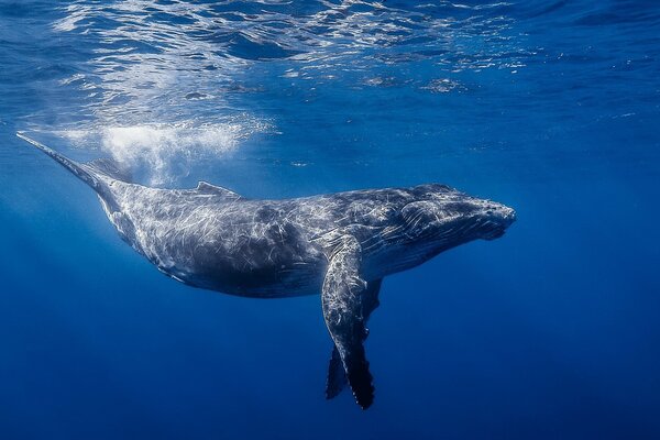 Огромный голубой кит