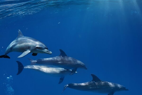 Семья дельфинов под водой