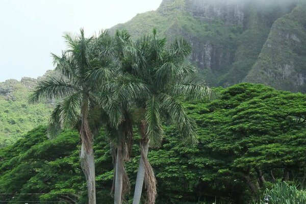 Горы покрытые зеленью, деревья,пальмы