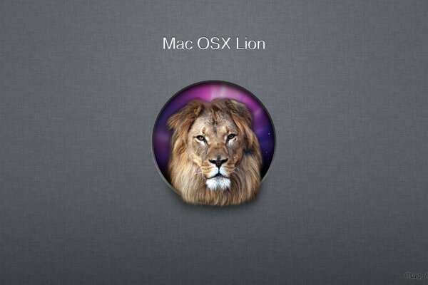 Морда льва на обоях с логотипом Mac OSX