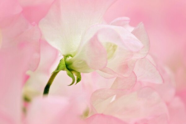 Весна скоро будет здесь. розовый